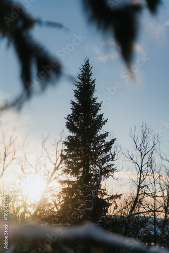 Pine Tree at Sunset in Venabygd Fjell, Norway