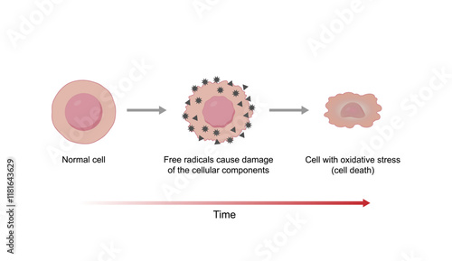 Oxidative stress. Free radicals cause oxidation of the cellular membrane proteins and lipids, and damage of the cellular components. Vector scientific illustration.