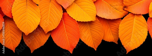 Wallpaper Mural Vibrant autumn leaves in warm colors. Torontodigital.ca