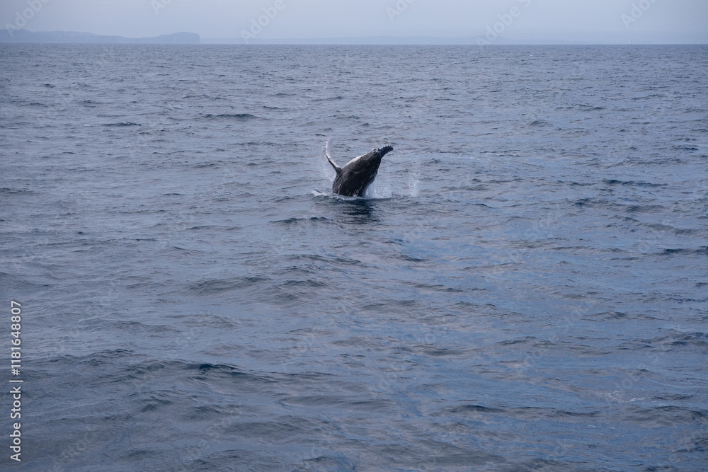 Fototapeta premium whale jumping in the sea
