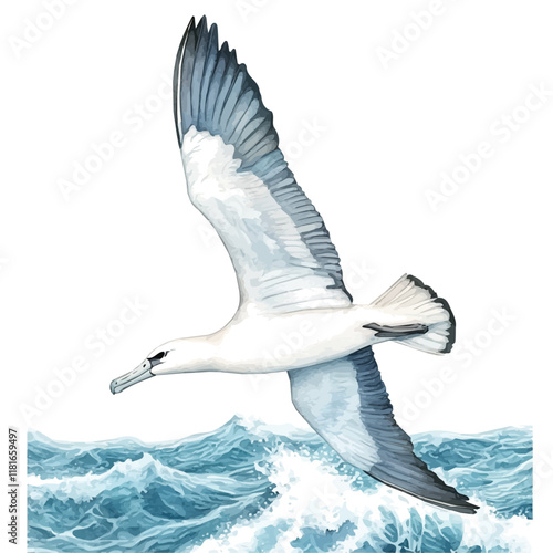 A watercolor of an albatross flying over rolling waves, isolated on a white background. Albatross vector.
