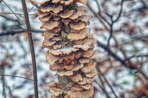 Mushroom on tree trunks Trametes versicolor, Polyporus versicolor . Winter blurred forest background. photo