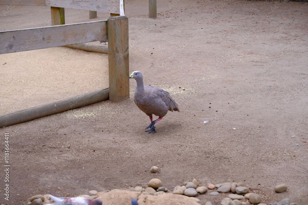 Obraz premium australian native duck