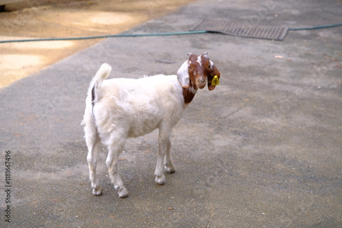 goat on the road