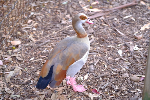 australian native duck