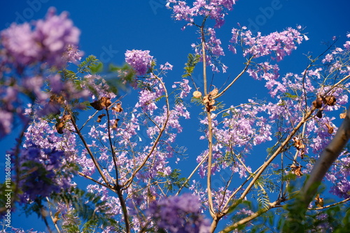 flowers in the garden