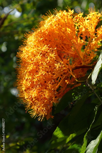 The Red Saraca or The Sorrowless tree, Saraca declinata on the tree photo