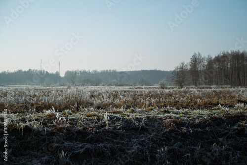 Zimowy krajobraz z oszronioną trawą, czystym niebiem oraz lasem w oddali photo