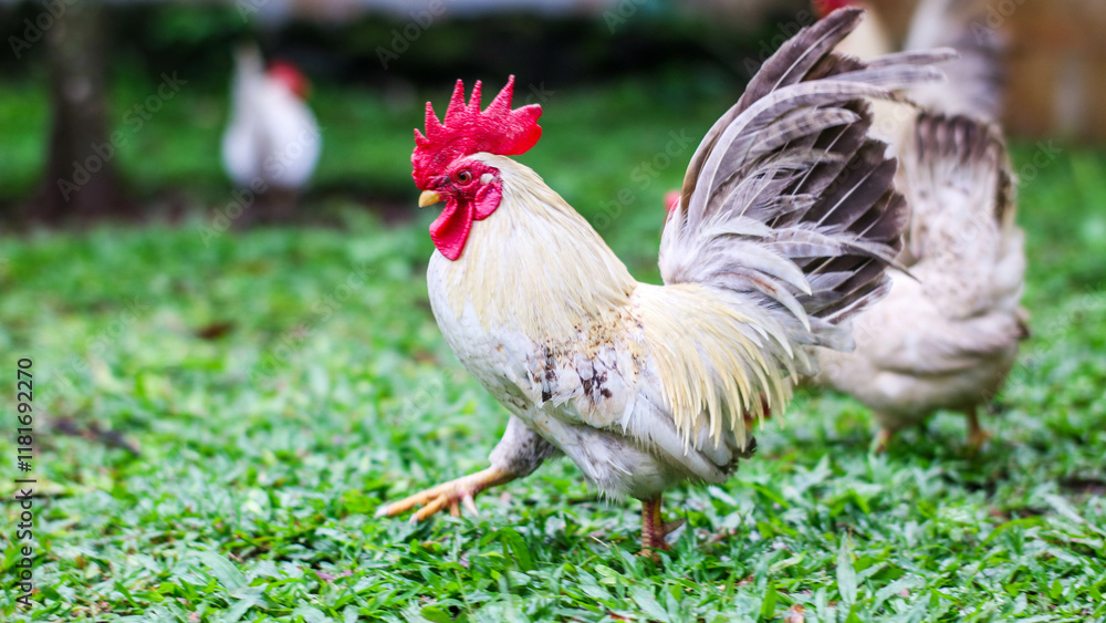 a rooster and hens enjoying a sunny day in a green pasture, with the rooster displaying its colorful plumage. a rooster and hens enjoying a sunny day in a green pasture, with the rooster displaying its colorful plumage.