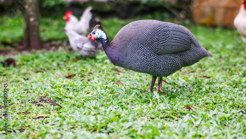 a Helmeted guineafowl walking on a grassy lawn. The bird has distinctive black and white speckles, a red wattle, and a white helmet photo