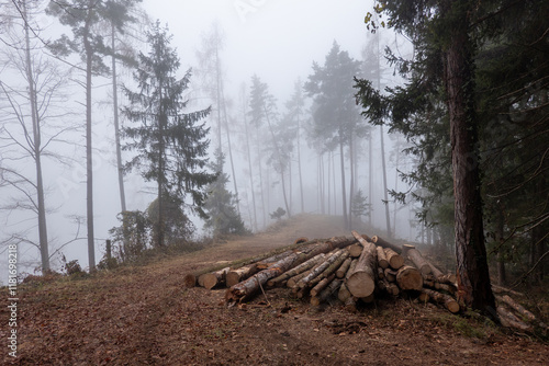 Gefällte Bäume im Nebelwald . Felled trees in the foggy wood photo