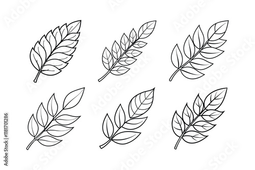 Curry Leaf (Murraya koenigii) design, labeled line art vector illustration