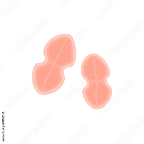 Tetracoccus Bacteria Illustration 