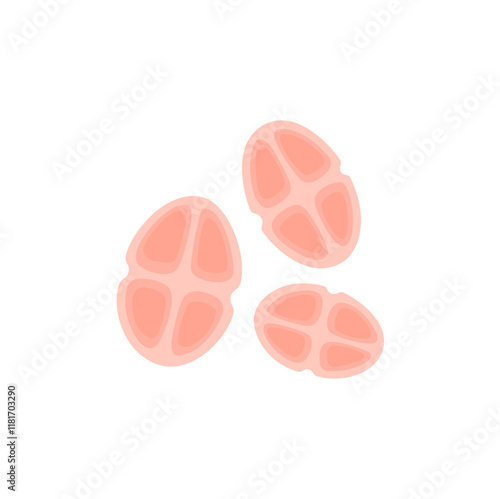Tetracoccus Bacteria Illustration 
