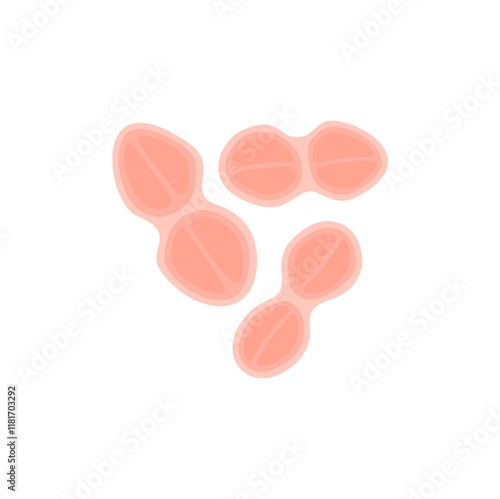 Tetracoccus Bacteria Illustration 