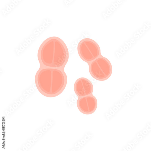 Tetracoccus Bacteria Illustration 