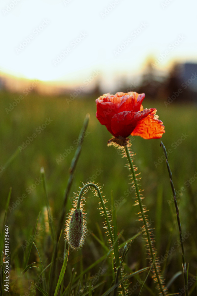 Close up : one red poppy flower grows in the field Close up : one red poppy flower grows in the field