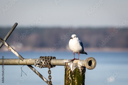 Seagull perched on a pier
