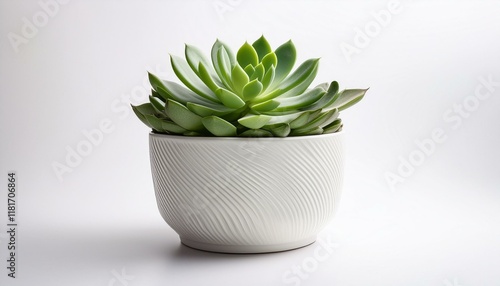 Succulent Simplicity photo