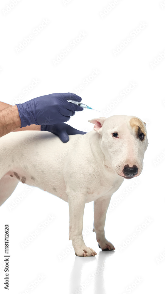 Miniature Bull Terrier looks a camera as veterinarian readies to give injection against white studio background. Focus on syringe and dog's attentive expression. Concept of veterinary and grooming. Miniature Bull Terrier looks a camera as veterinarian readies to give injection against white studio background. Focus on syringe and dog's attentive expression. Concept of veterinary and grooming.