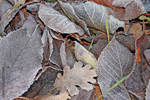 Feuille en habits de givre photo