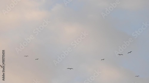 Wallpaper Mural Flock of seagulls in sky circling with clouds and patches of blue sky Torontodigital.ca