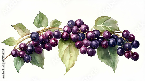 Ripe Berries and Leaves Shi...