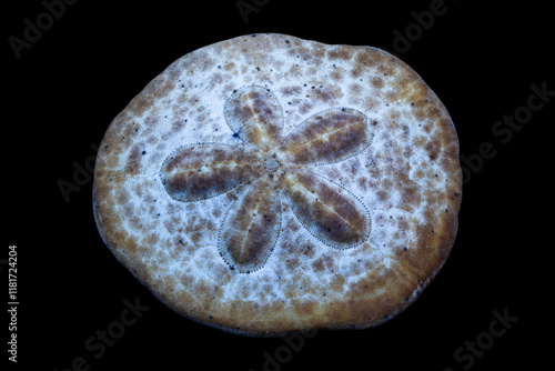 Close-up of a sand dollar, a unique marine sea urchin with intricate patterns and natural beauty photo