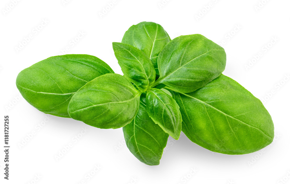 Basil leaf isolated on white background. Green Basil leaf Top view. Flat lay. Package design element Basil leaf isolated on white background. Green Basil leaf Top view. Flat lay. Package design element