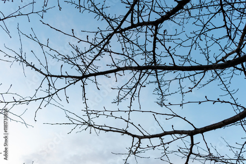 branches of a tree in winter