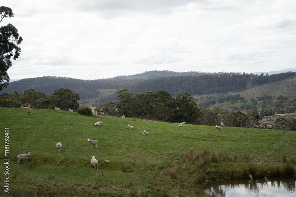 sheep in a field in australia in spring on a farm
