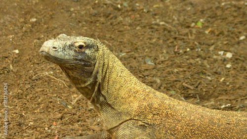 Fototapeta Dragón de Komodo