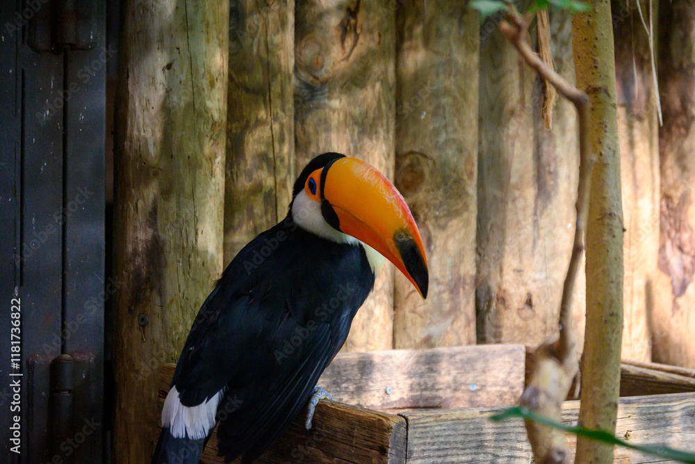 Fototapeta premium Tucán