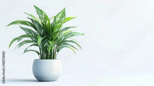 Green Potted Plants for Interior Decoration Isolated on White Background