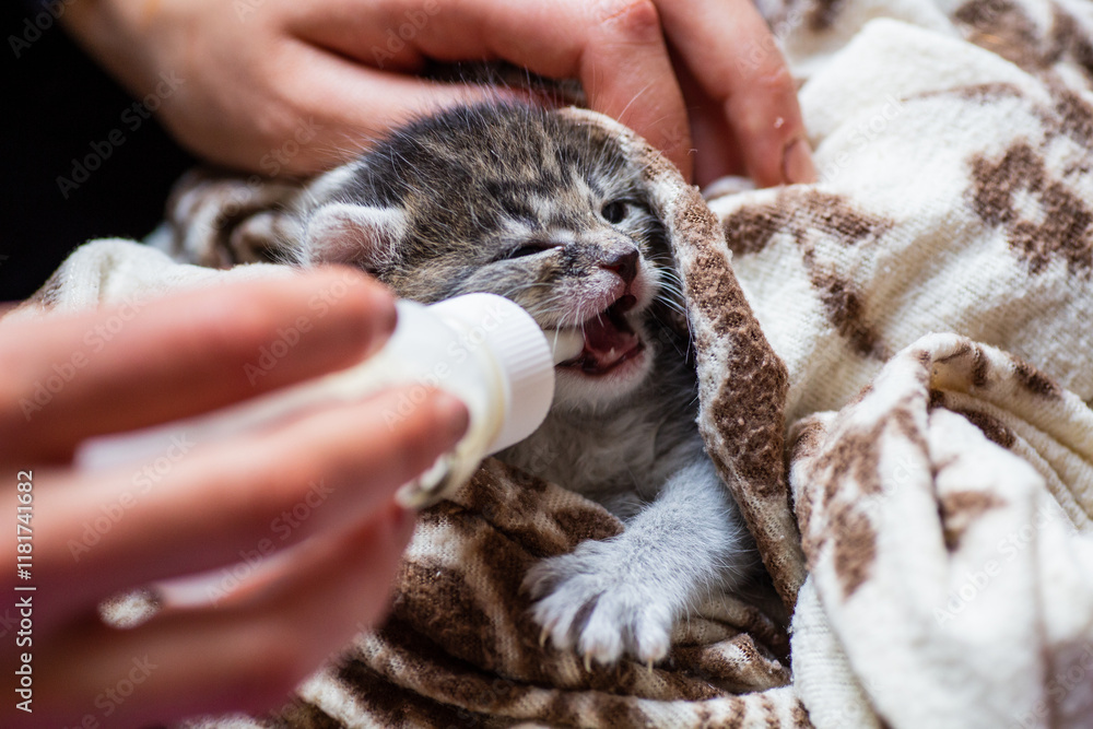 Tiny Kitten Being Bottle-Fed with Warm Milk Tiny Kitten Being Bottle-Fed with Warm Milk