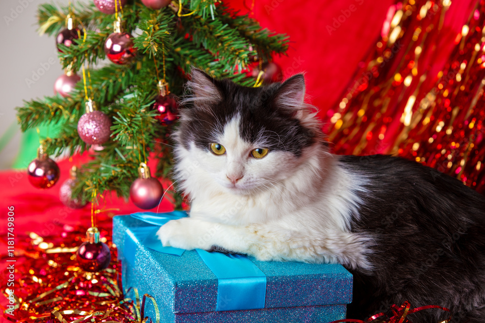 Black and white kitten lying near decorated Christmas tree with blue gift box on red blanket