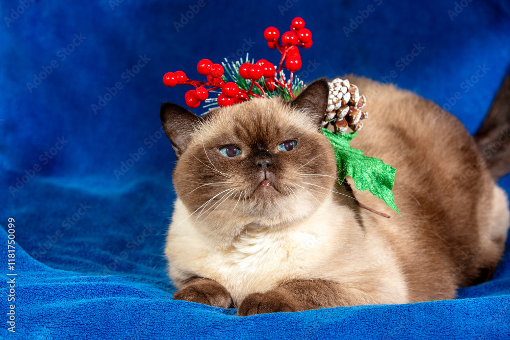 Cute cat with Christmas wreath sitting on soft royal-blue blanket