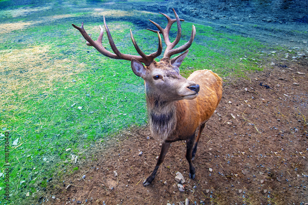 Portrait of a deer on the meadow