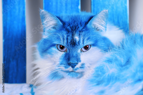 Obraz na płótnie Blue-colored face portrait of a cute cat w salonie