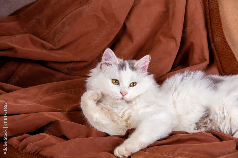 Portrait of a white kitten on brown background