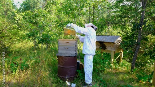 Beekeeper cleaning beehive frame full of honeycombs to be taken for honey harvesting