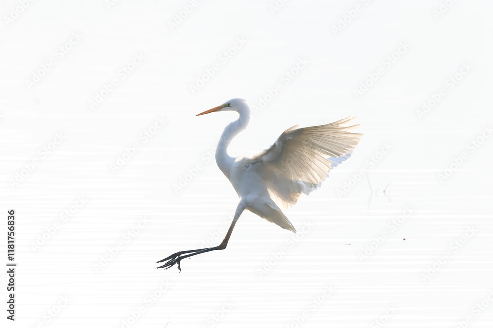 Winter Migratory Bird Scenery in Junam Reservoir, Changwon, South Gyeongsang Province, South Korea Winter Migratory Bird Scenery in Junam Reservoir, Changwon, South Gyeongsang Province, South Korea