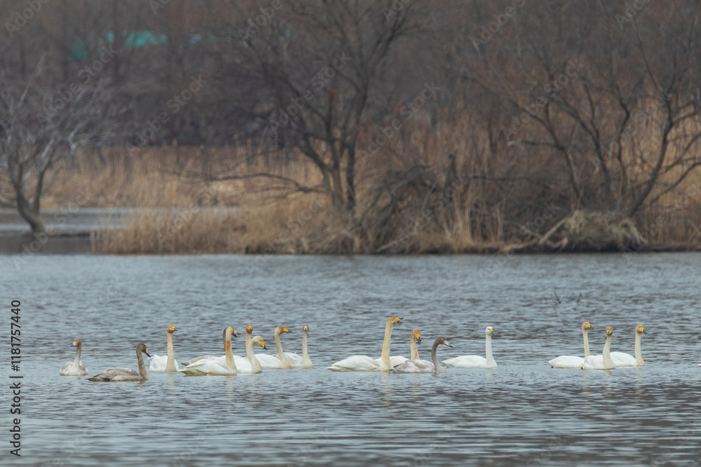 Winter Migratory Bird Scenery in Junam Reservoir, Changwon, South Gyeongsang Province, South Korea Winter Migratory Bird Scenery in Junam Reservoir, Changwon, South Gyeongsang Province, South Korea
