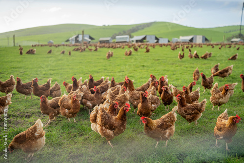 free range chicken farm with chook tractors on a regenerative agricultural australian farm in spring with poultry
