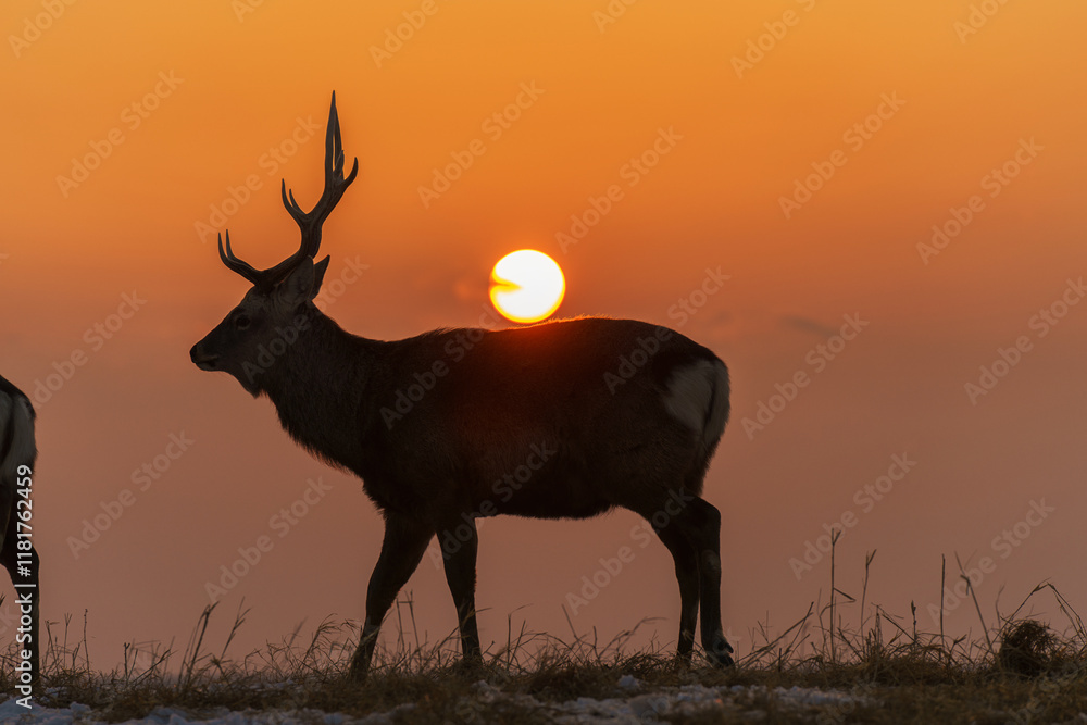 エゾシカと夕日 エゾシカと夕日