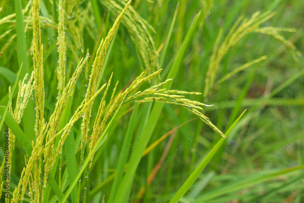 Closeup green ear of rice in the field