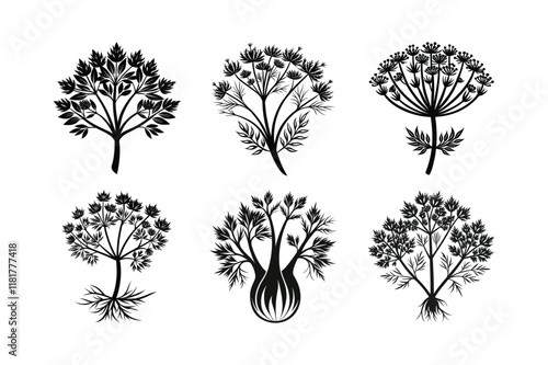 Fennel (Foeniculum vulgare) design, labeled silhouette vector illustration photo