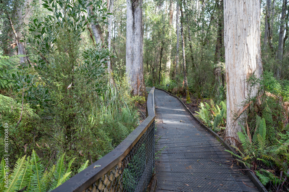 Fototapeta premium boardwalk in a national park in australia