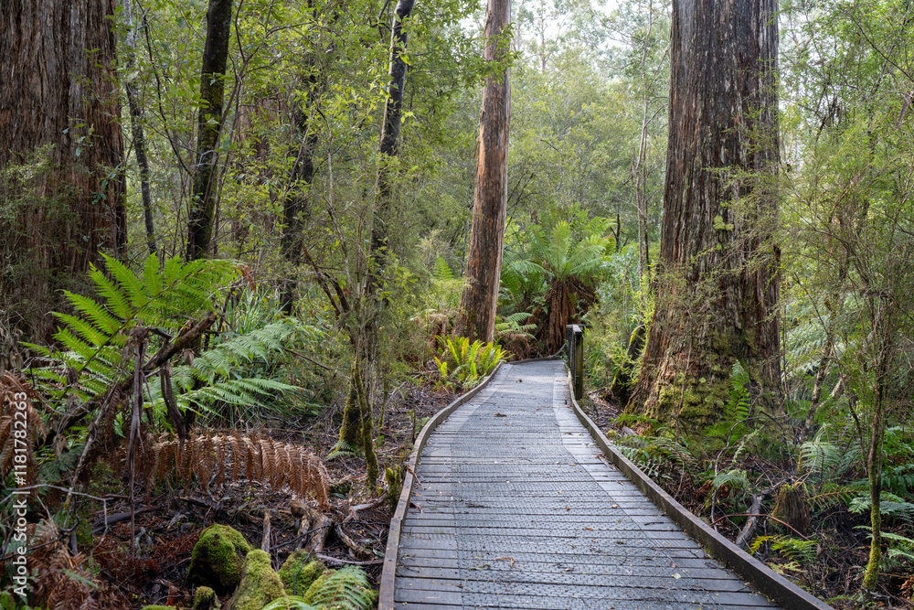 boardwalk in a national park in australia boardwalk in a national park in australia