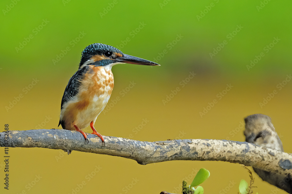 Fototapeta premium Common kingfisher Alcedo atthis on a mossy branch 